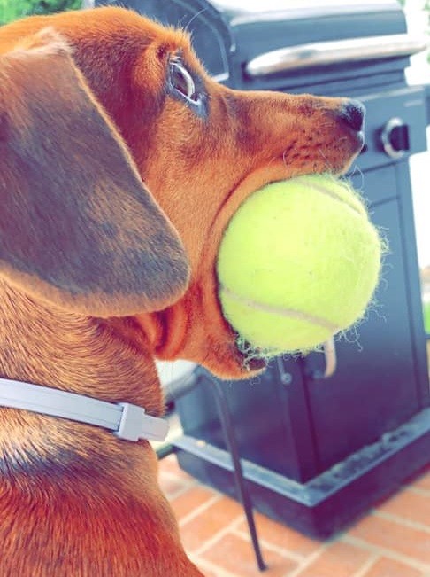 18 Funny Moments Showing That Dachshunds Are The Cutest Dogs 5