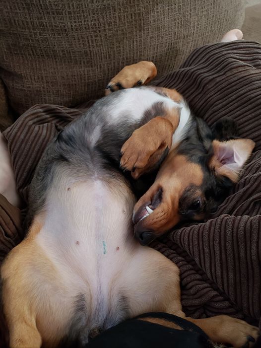10 Reasons Dachshunds Are The Funniest Dogs 8