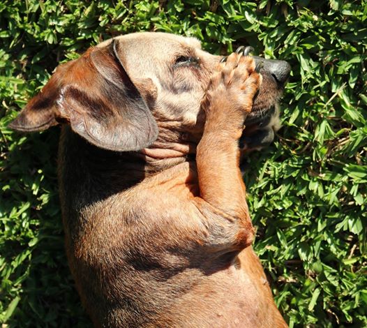 18 Funny Moments Showing That Dachshunds Are The Cutest Dogs 12