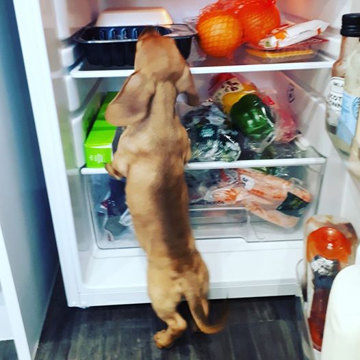 15 Terrible Things Dachshunds Will Do When You Are Not Home 1