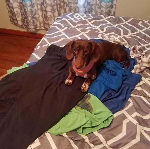 15 Terrible Things Dachshunds Will Do When You Are Not Home 6