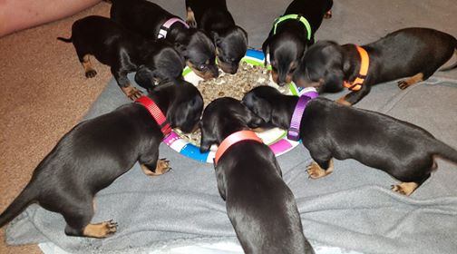 5 Amazing Secret Only Dachshund Owners Understand 3