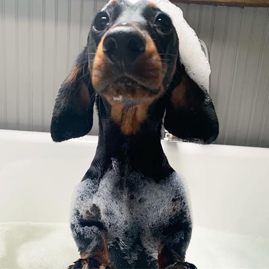 How To Make Your Dachshund's Hair Glossy And Shiny 4