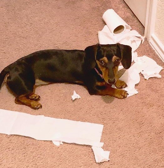 10 Reasons Dachshunds Are The Funniest Dogs 4