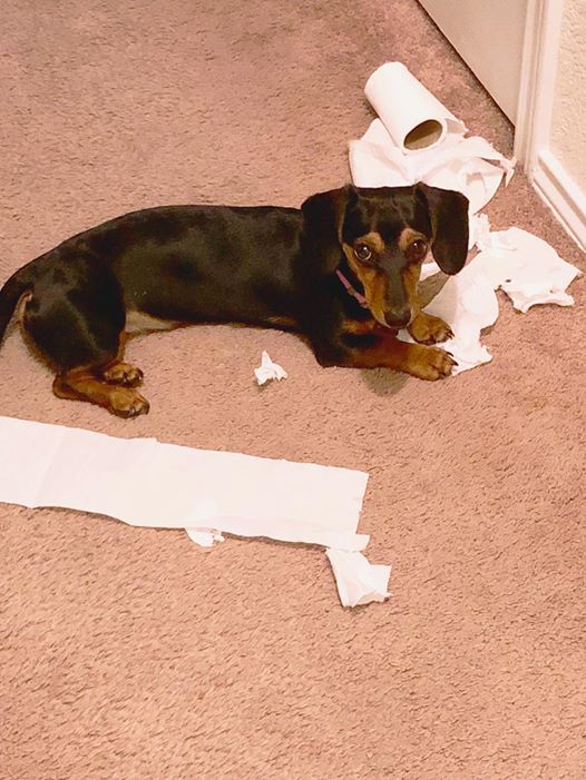 15 Terrible Things Dachshunds Will Do When You Are Not Home 4