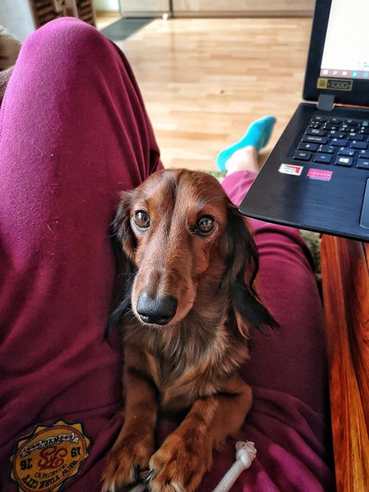 12 Signs Your Dachshunds Think They Are Your Bosses 8