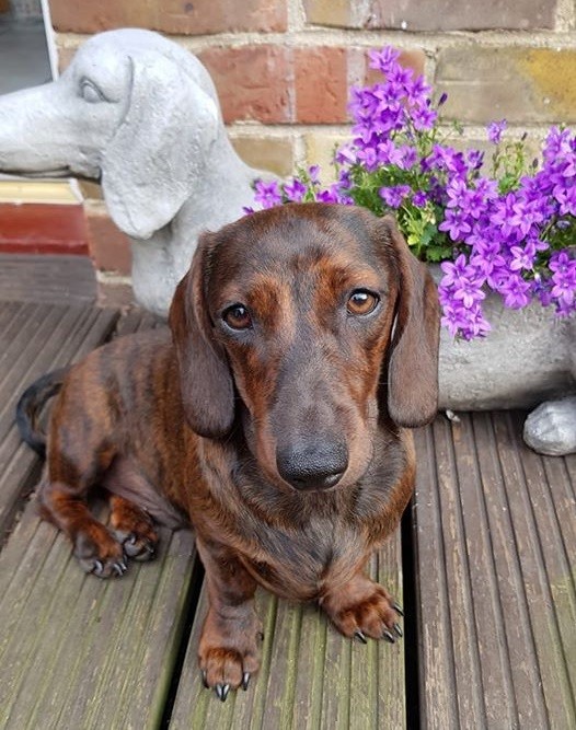 dachshund doxie