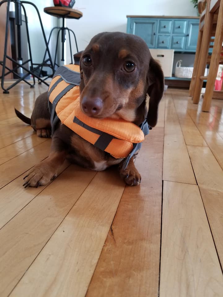 18 Funny Moments Showing That Dachshunds Are The Cutest Dogs 7