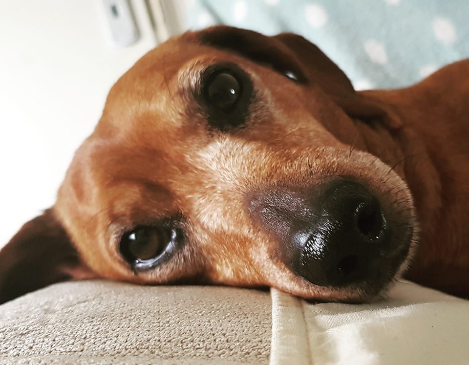 15 Terrible Things Dachshunds Will Do When You Are Not Home 15