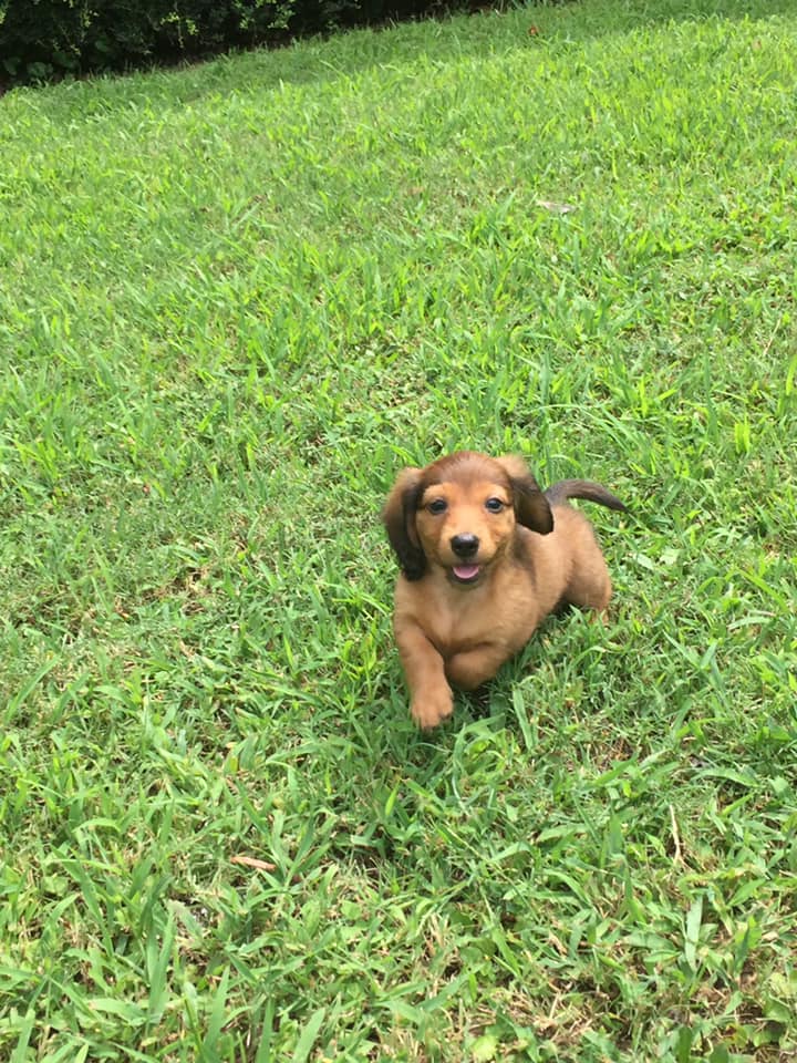 12 Signs Your Dachshunds Think They Are Your Bosses 12