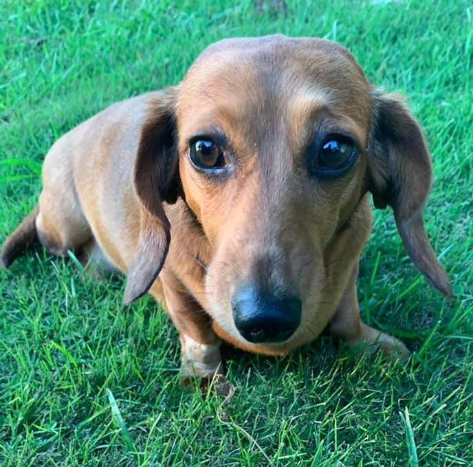 Cute Dachshund Names For Your Dachshund Puppies 6