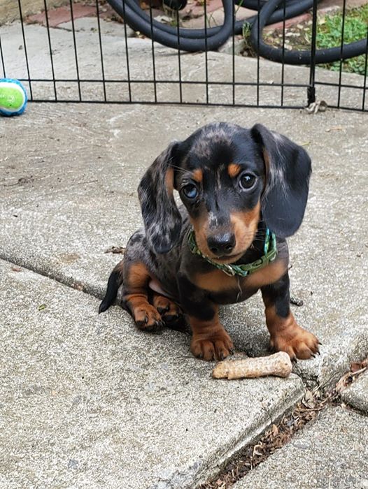 Scientists Have Proved That Losing A Dachshund Is More Painful Than Losing A Lover 3