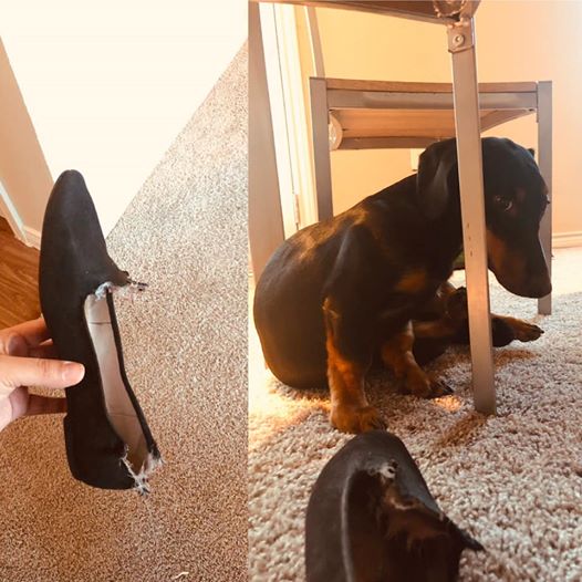 10 Reasons Dachshunds Are The Funniest Dogs 9