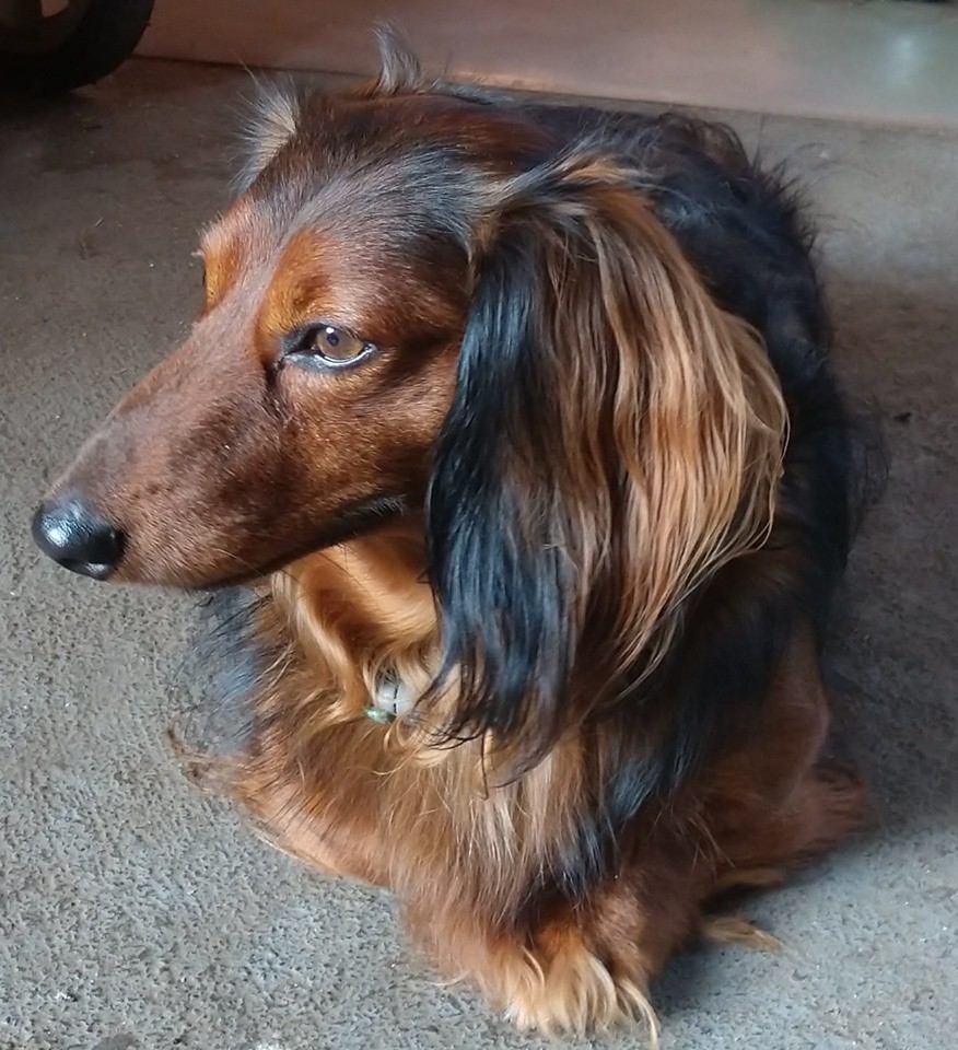 How To Make Your Dachshund's Hair Glossy And Shiny 1