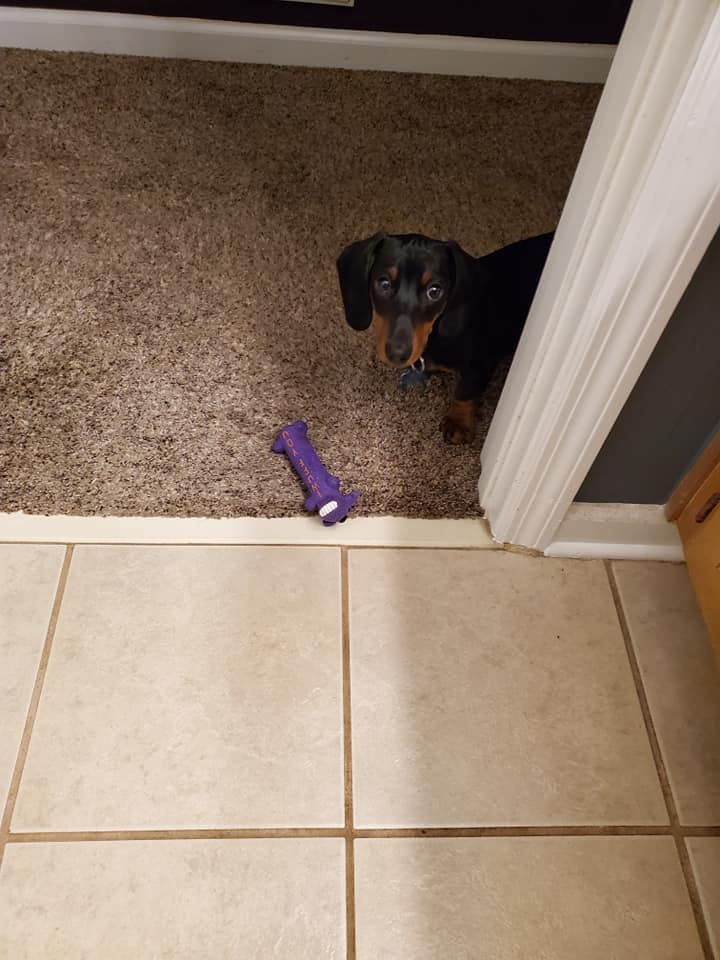 15 Terrible Things Dachshunds Will Do When You Are Not Home 12