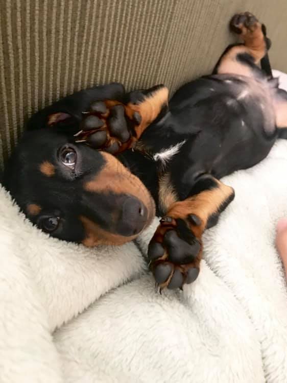 15 Terrible Things Dachshunds Will Do When You Are Not Home 3
