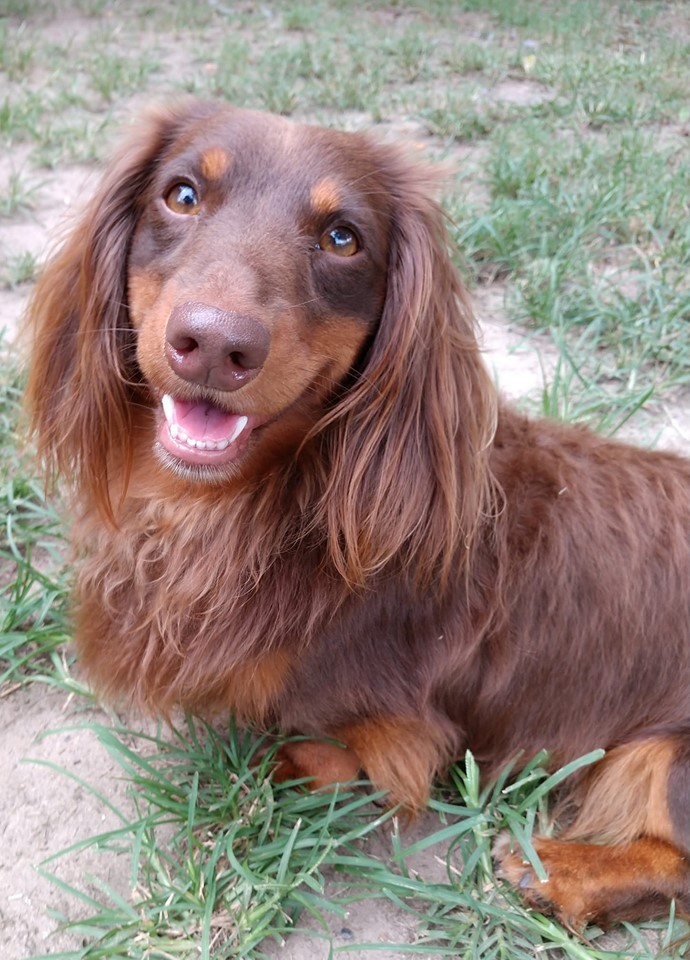 12 Signs Your Dachshunds Think They Are Your Bosses 11