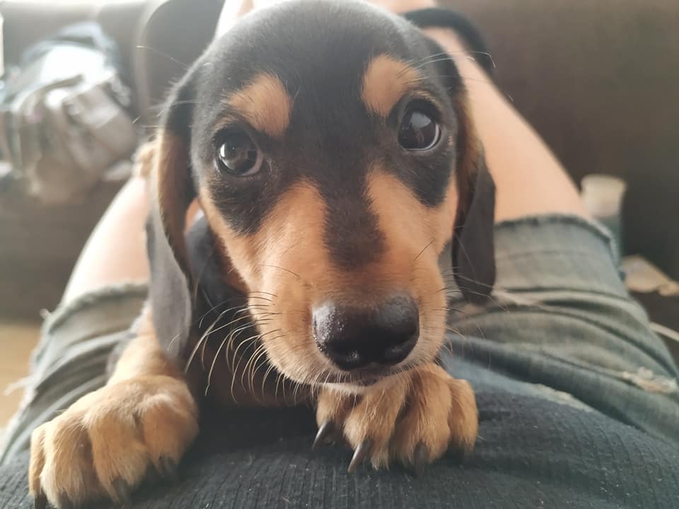 9 Benefits Of Owning A Dachshund That Will Make You Surprised 5