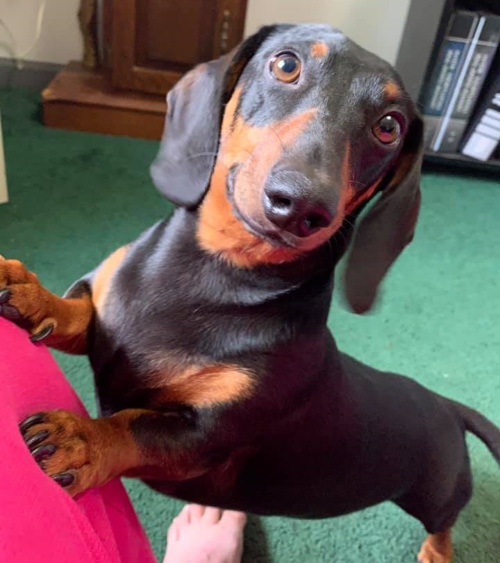 5 Amazing Secret Only Dachshund Owners Understand 5