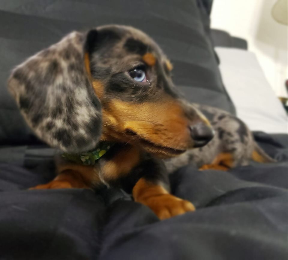 Things Your Dachshunds May Not Like 5