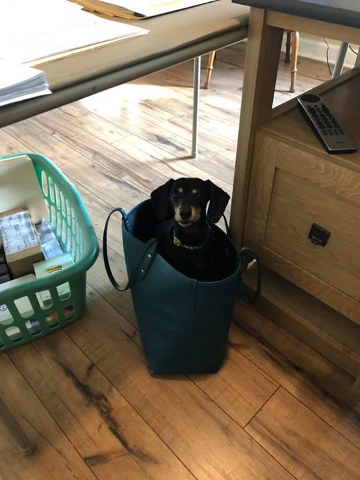 15 Terrible Things Dachshunds Will Do When You Are Not Home 10