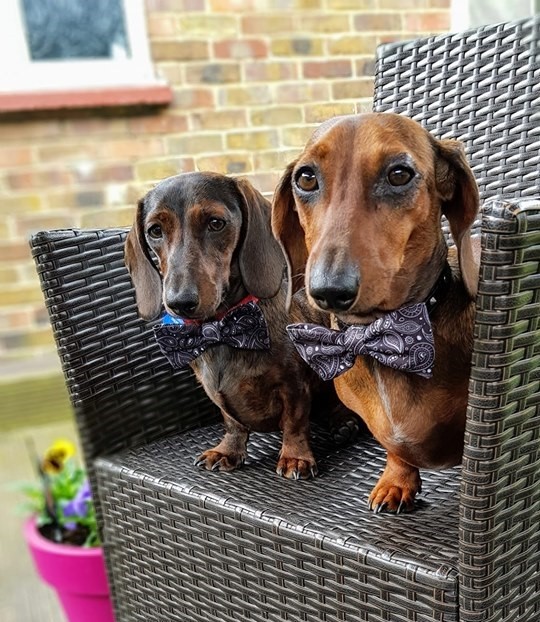 How To Make Your Dachshund's Hair Glossy And Shiny 3