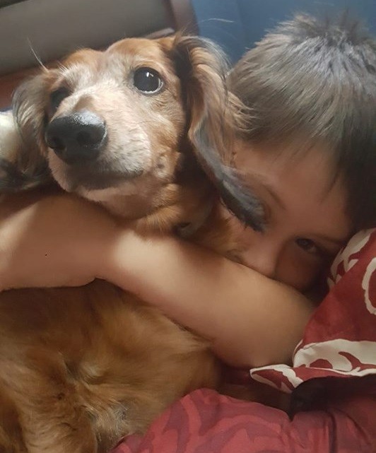 9 Benefits Of Owning A Dachshund That Will Make You Surprised 7