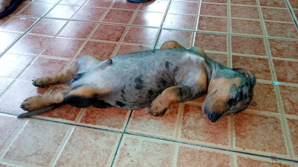 Top Funny Dachshund Sleeping Positions And What They Mean 4