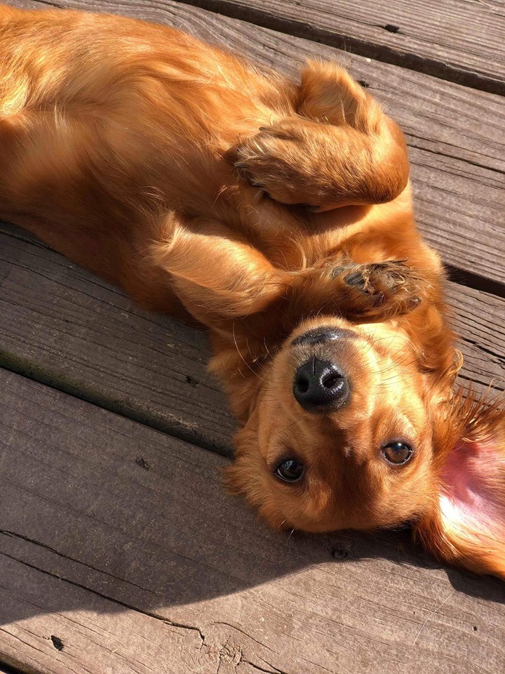 5 Amazing Secret Only Dachshund Owners Understand 2