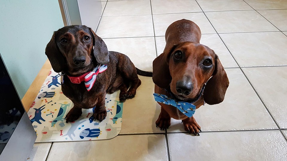 12 Amazing Reasons Dachshunds Are The Cutest Dogs On The Earth 4