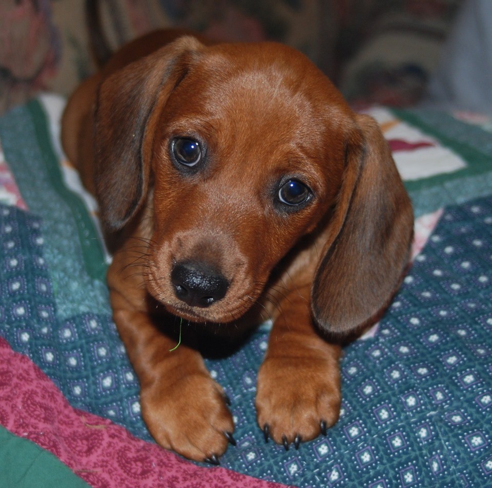 Cute Dachshund Names For Your Dachshund Puppies 2