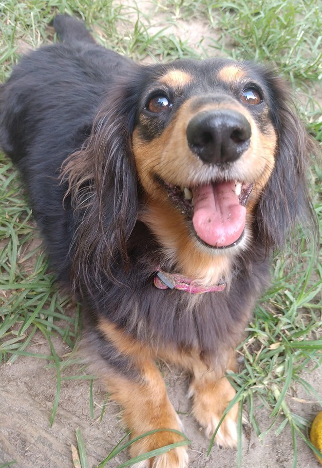 A New Study Finds That Dachshunds Can Help People Increase Longevity 4