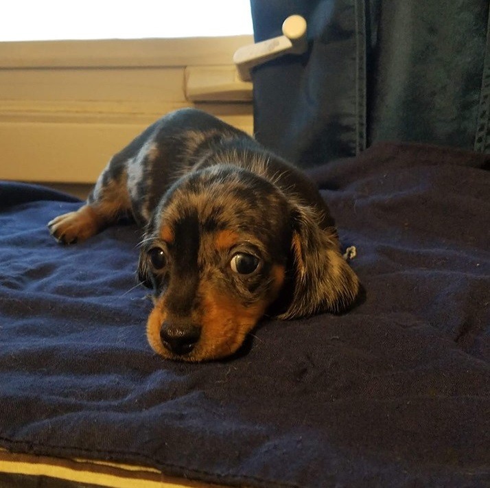 12 Amazing Reasons Dachshunds Are The Cutest Dogs On The Earth 2