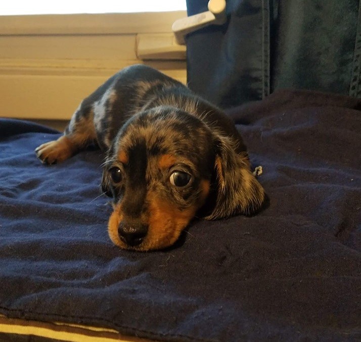 Things Your Dachshunds May Not Like 6