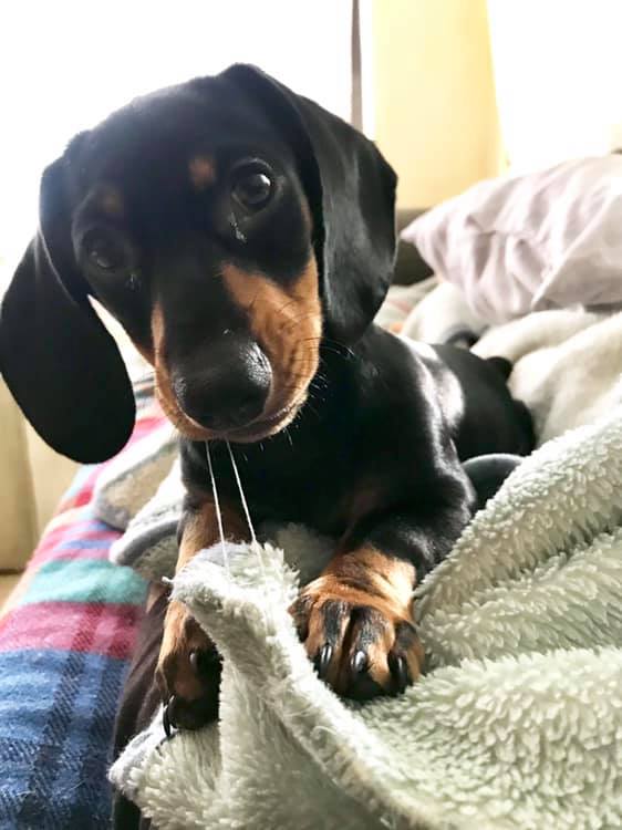 Cute Dachshund Names For Your Dachshund Puppies 5