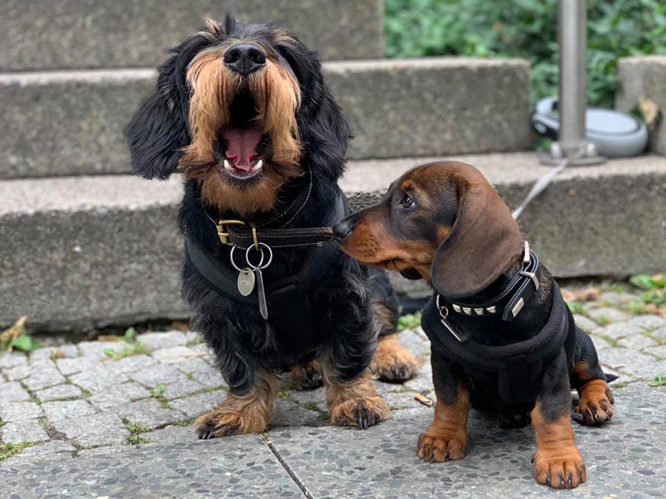 Can Dachshunds Recognize A Good And A Bad Person? 3