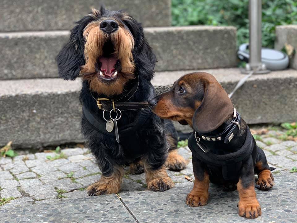 dachshund good and bad