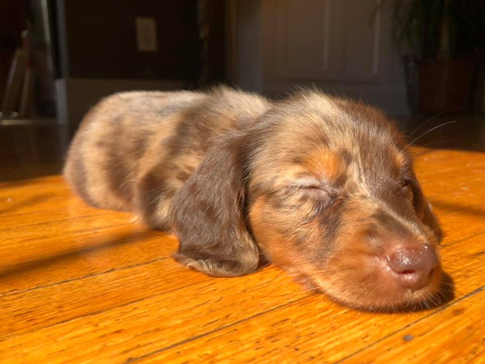 12 Amazing Reasons Dachshunds Are The Cutest Dogs On The Earth 12