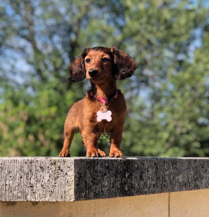 12 Amazing Reasons Dachshunds Are The Cutest Dogs On The Earth 3