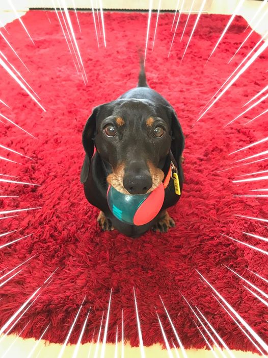 Top 5 Reasons You Should Own A Dachshund In Your House 4