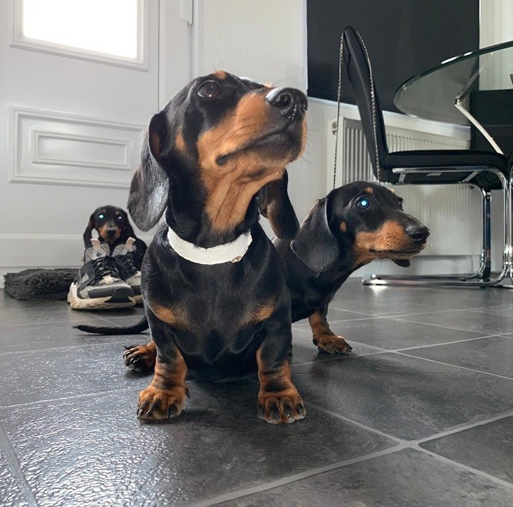 Science Confirms Owning Dachshunds Helps The Owners Reduce Stress 3