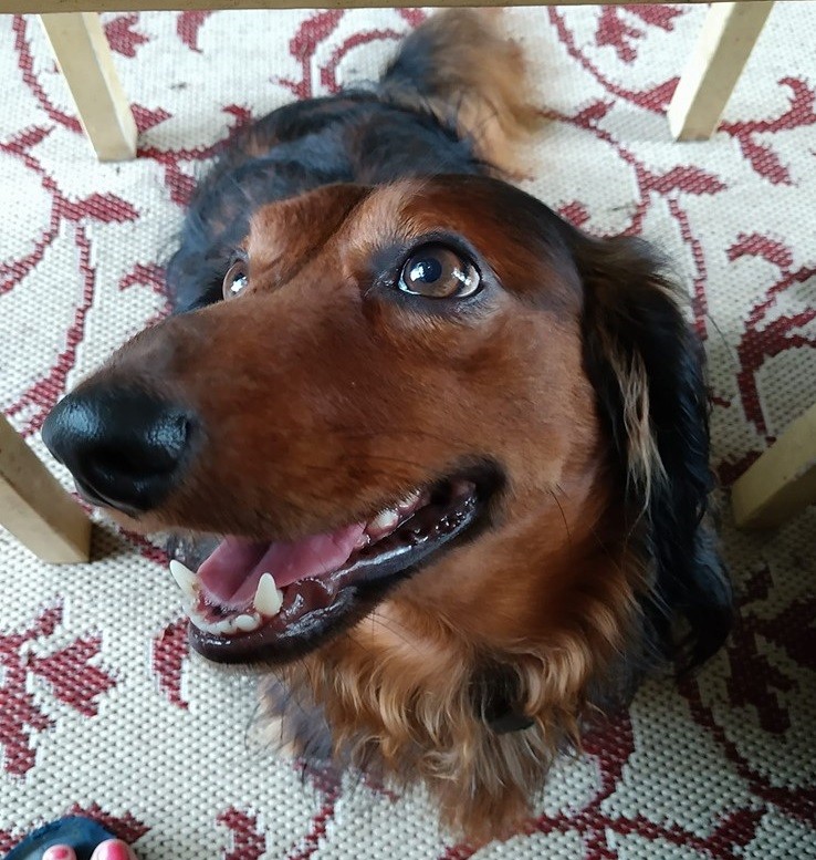 19 Signs Your Dachshunds Want to Express Their Feelings To You 6