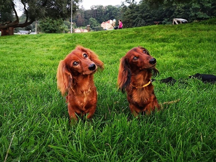 18 Funny Moments Showing That Dachshunds Are The Cutest Dogs 10