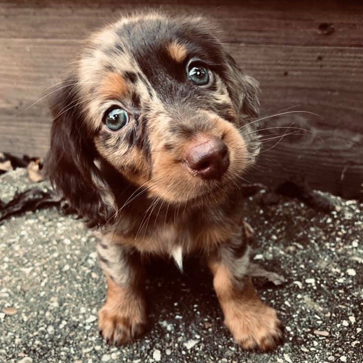 19 Signs Your Dachshunds Want to Express Their Feelings To You 2