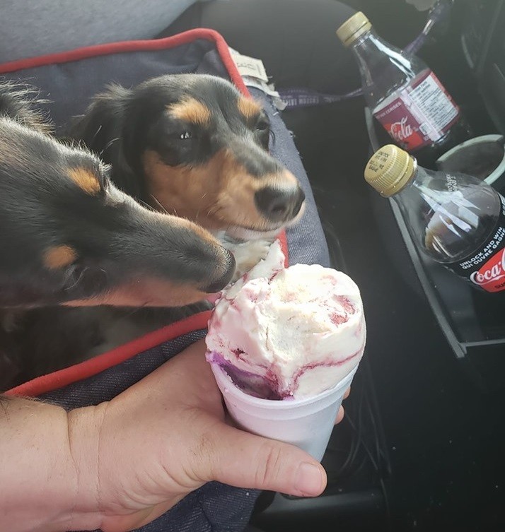 19 Signs Your Dachshunds Want to Express Their Feelings To You 4