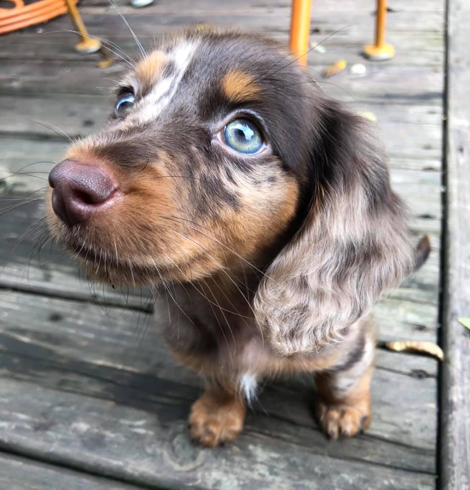 18 Funny Moments Showing That Dachshunds Are The Cutest Dogs 1