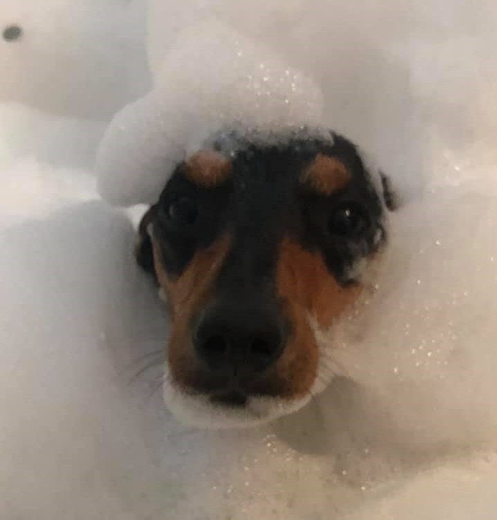 18 Funny Moments Showing That Dachshunds Are The Cutest Dogs 18