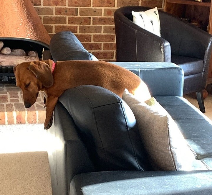 18 Funny Moments Showing That Dachshunds Are The Cutest Dogs 14