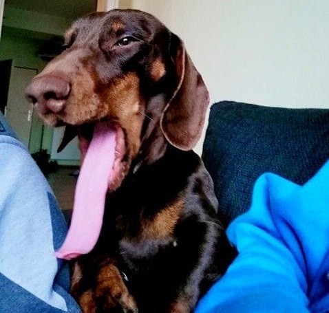 18 Funny Moments Showing That Dachshunds Are The Cutest Dogs 16