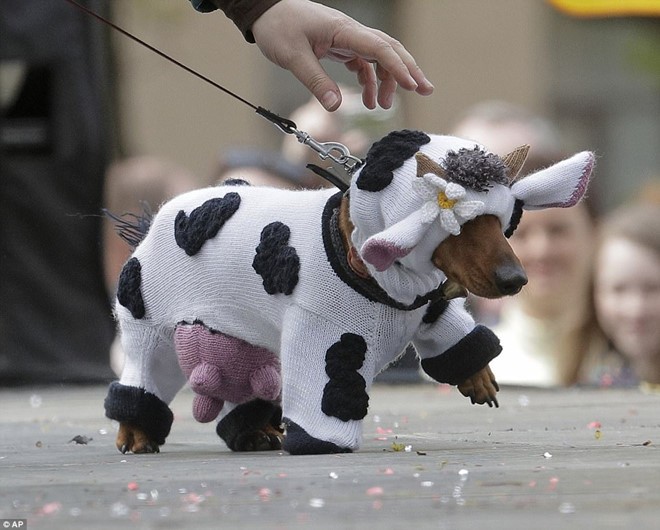 Dachshund Parade Costumes That Are Just Too Cute 7